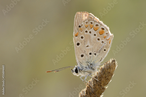 Wallpaper Mural Close up from a Pearly Heath butterfly. Torontodigital.ca