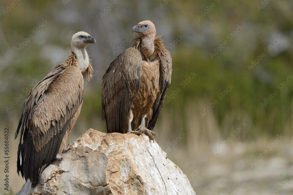 Two griffon vultures standing on a rock. Two griffon vultures standing on a rock.