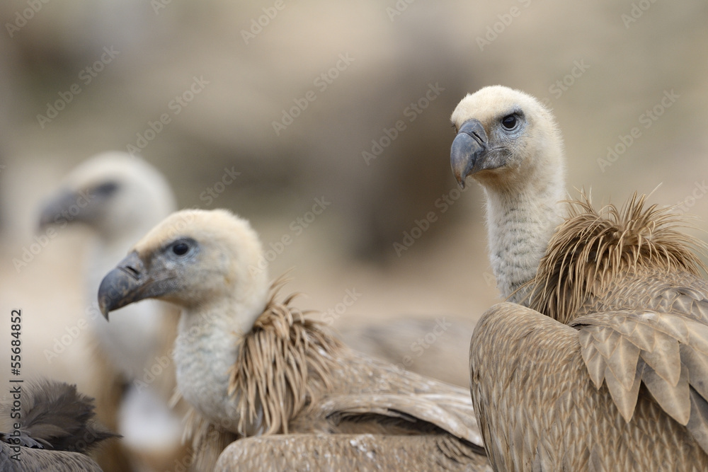 Griffon vulture portrait with others in background Griffon vulture portrait with others in background