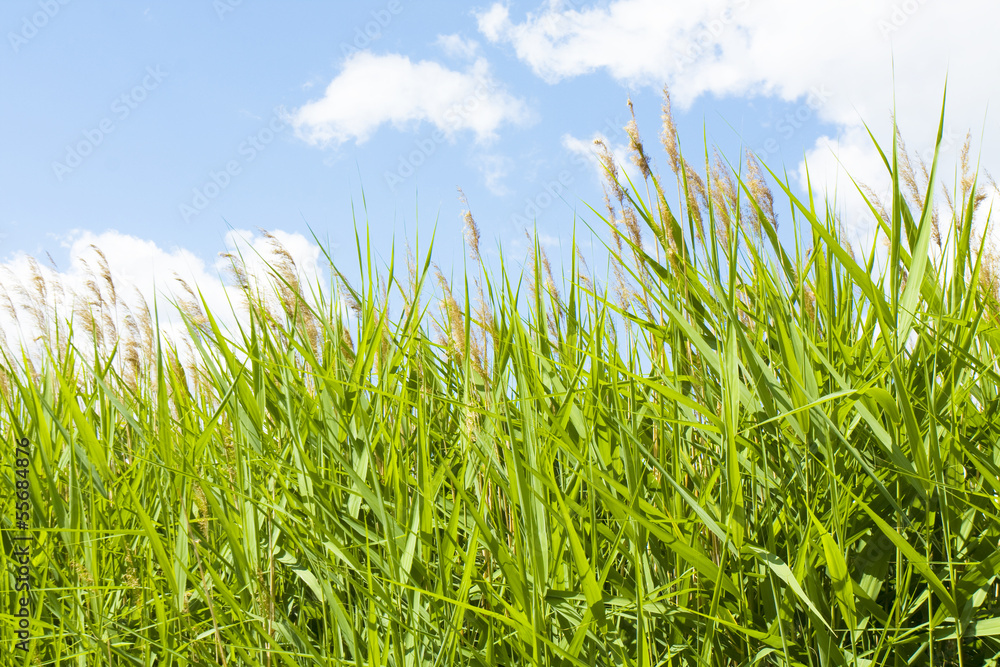 Grass and sky Grass and sky