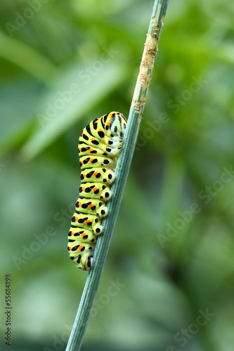 Raupe vom Schwalbenschwanz  - Papilio machaon