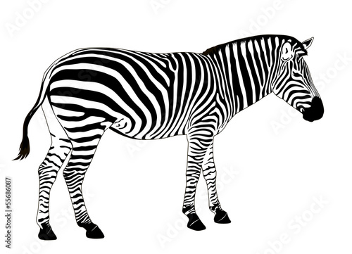 Illustration of  zebra. Vector EPS 8