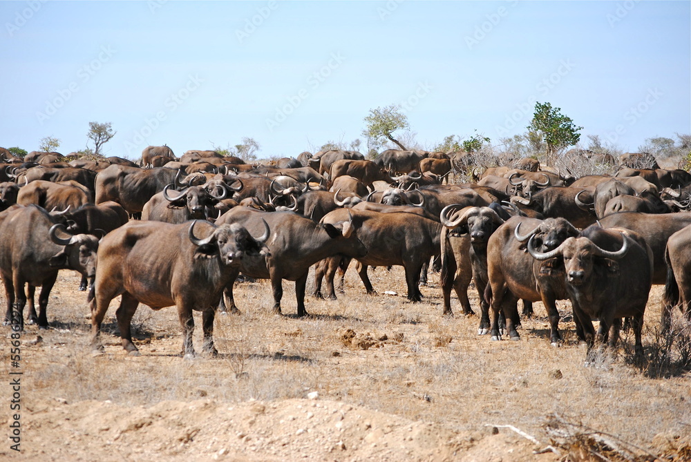 Obraz premium Africa - Kenya - Safari - Tsavo East National Park - Bufali