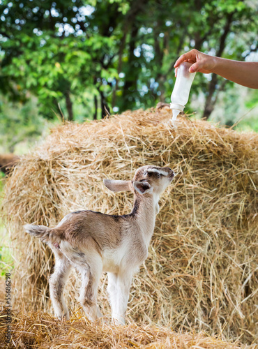 Goat in farm photo