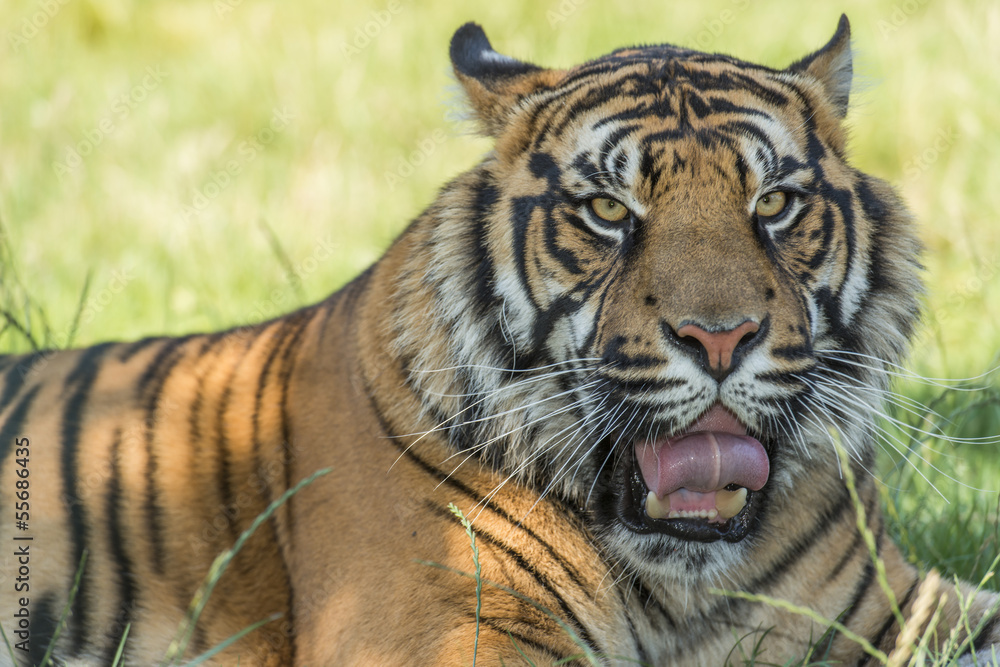 Obraz premium Tygrys sumatrzański (Panthera tigris sumatrae)