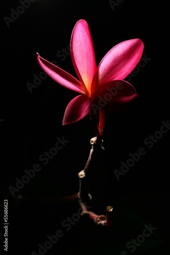 Frangipani