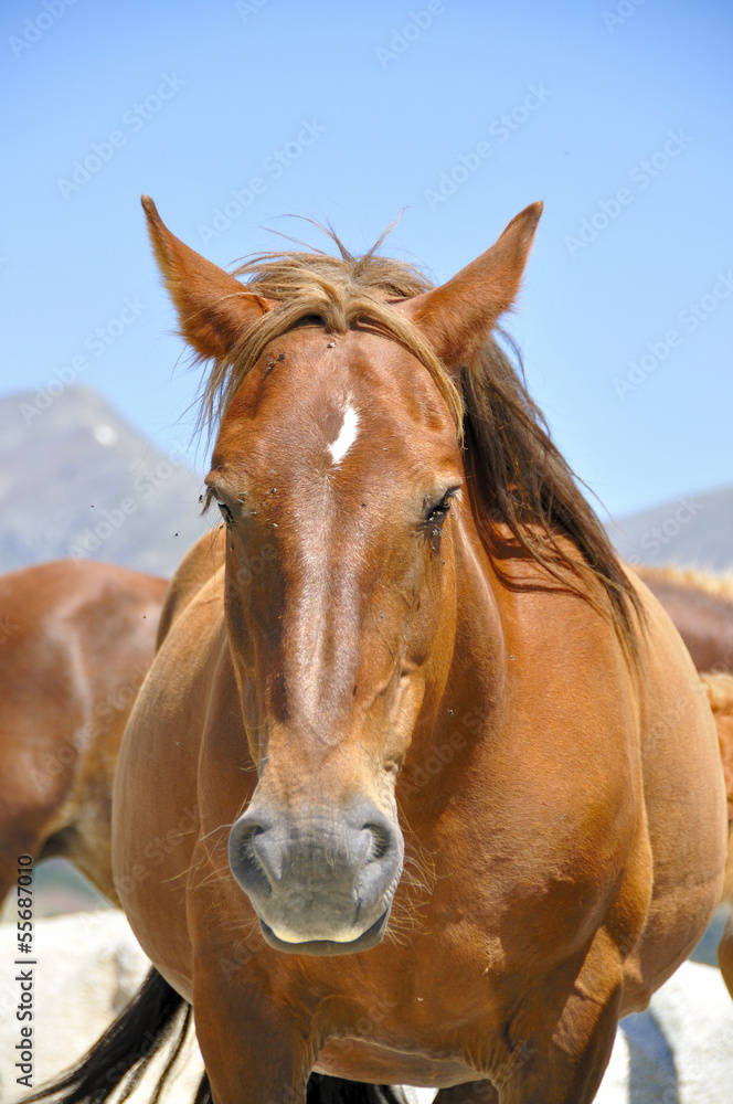 Chevaux sauvages