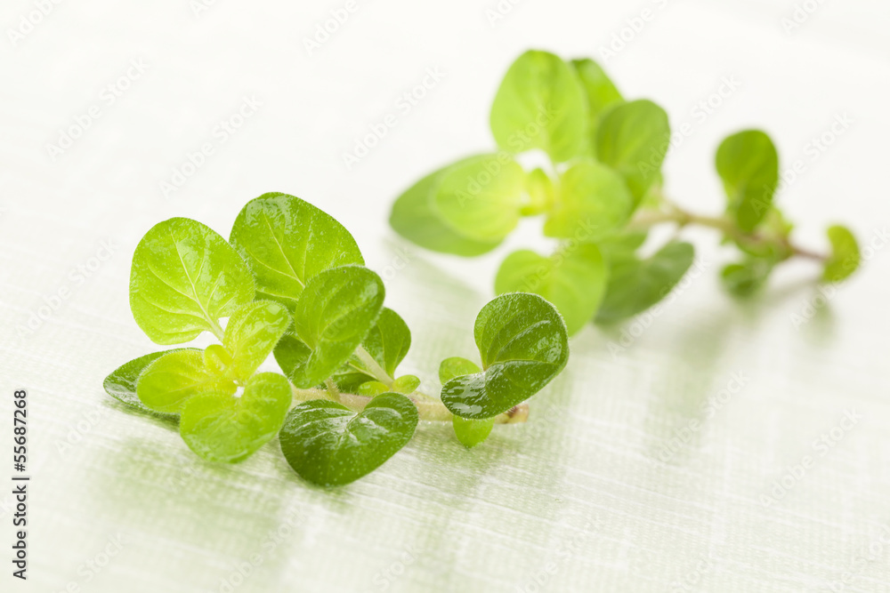 Obraz premium Fresh marjoram.