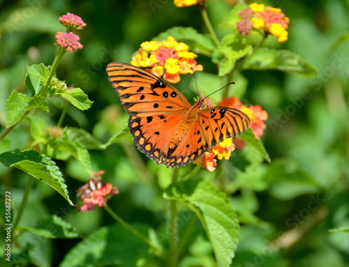 Gulf Fritillary Butterfly