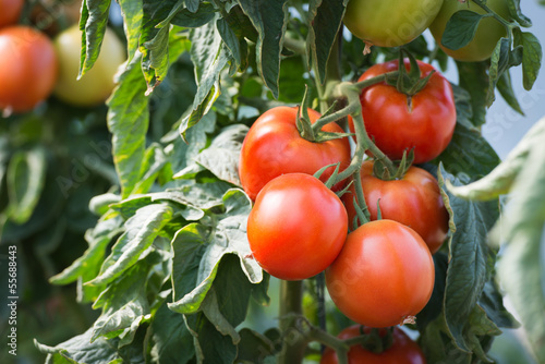 growth tomatoes