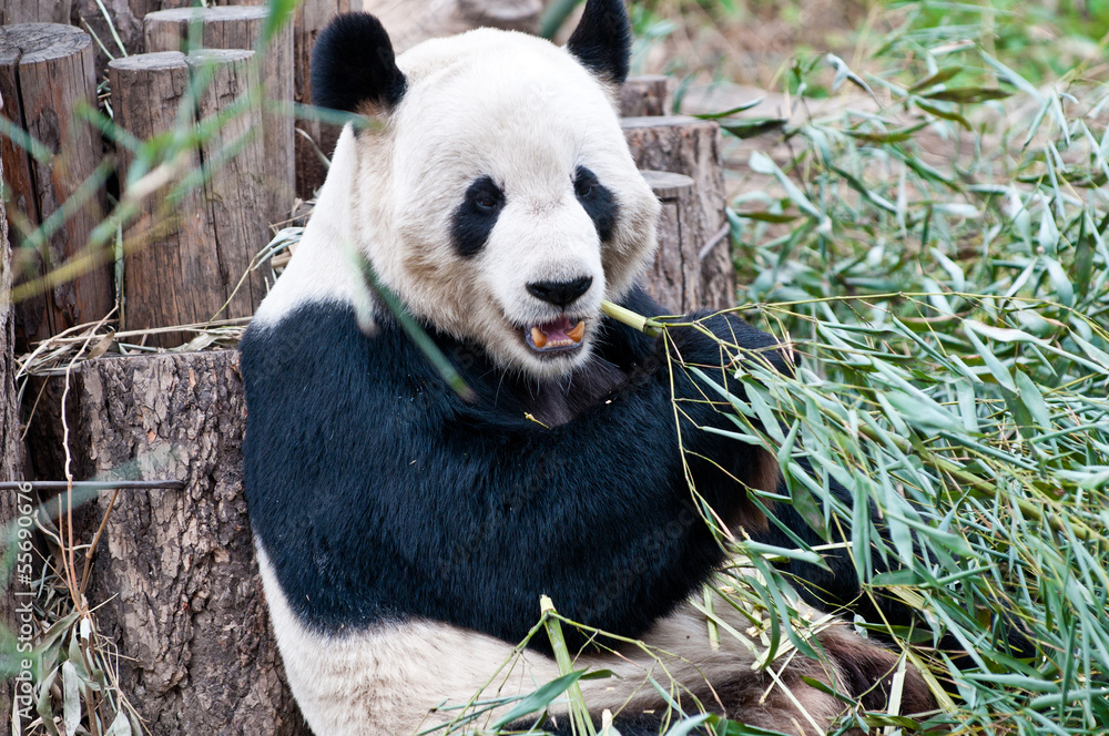 Fototapeta premium Ailuropoda melanoleuca commonly known as Giant panda