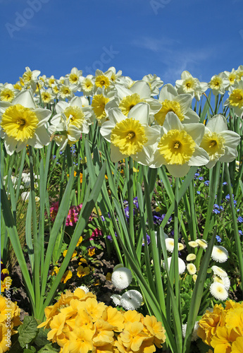 Fototapeta Naklejka Na Ścianę i Meble -  massif de narcisses et primevères