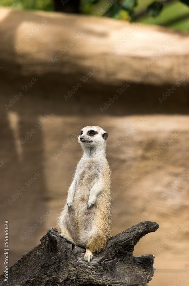 Fototapeta premium Meerkat, suricato, scoiattolo africano primo piano