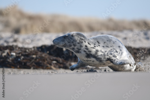 Running harbor seal