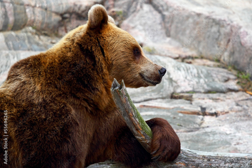 Fototapeta premium Brown bear