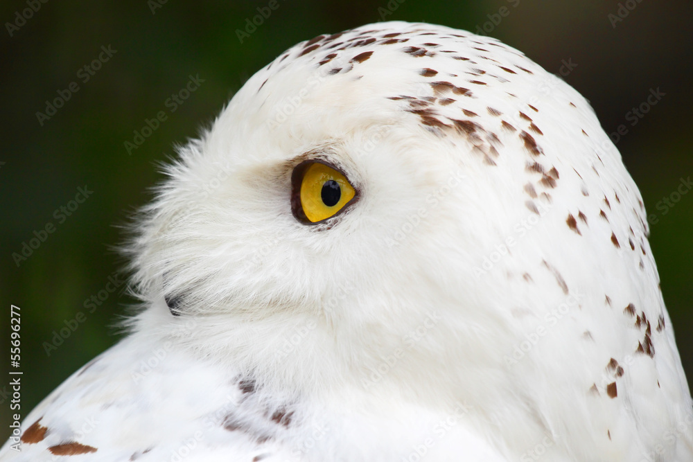 Obraz premium Snowy owl