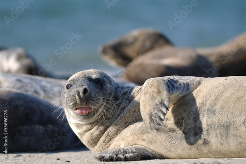 Harbor seal stick one's tongue out
