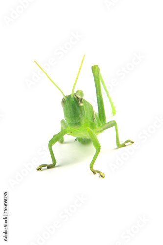 green grasshopper