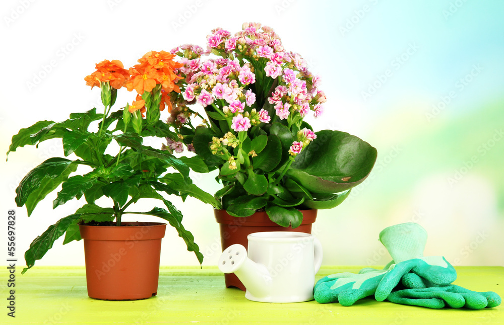 Beautiful flowers in pots on wooden table on natural background Beautiful flowers in pots on wooden table on natural background