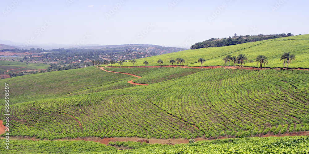 Tea plantations in South Africa