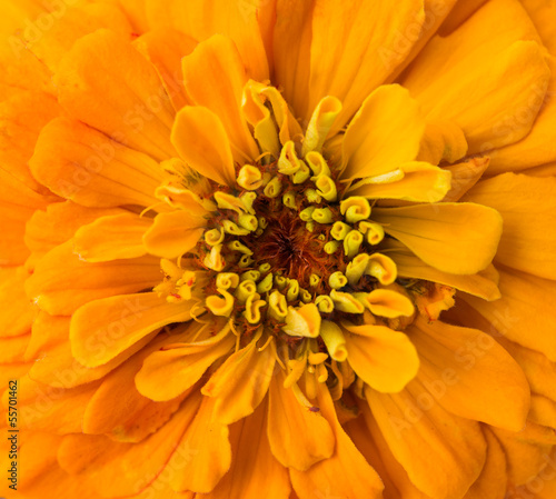 zinnia macro