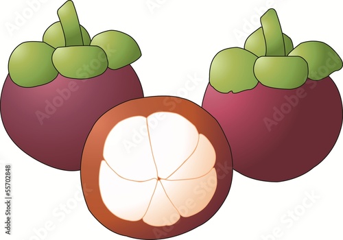 Mangosteen vector