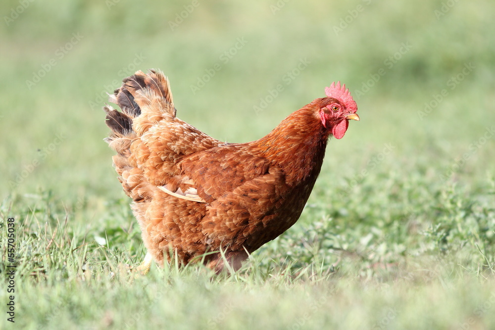 hen looking for food hen looking for food