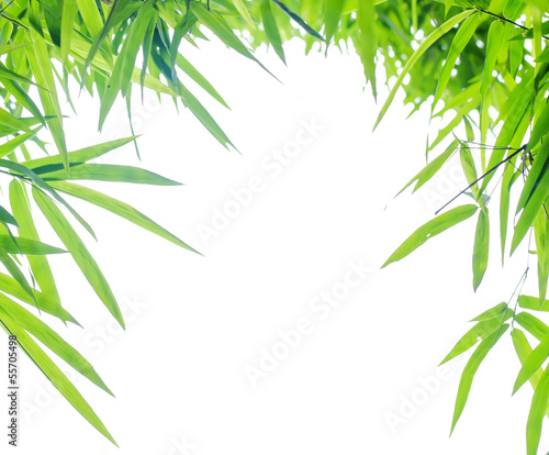 frame of green Bamboo leaves isolate white background