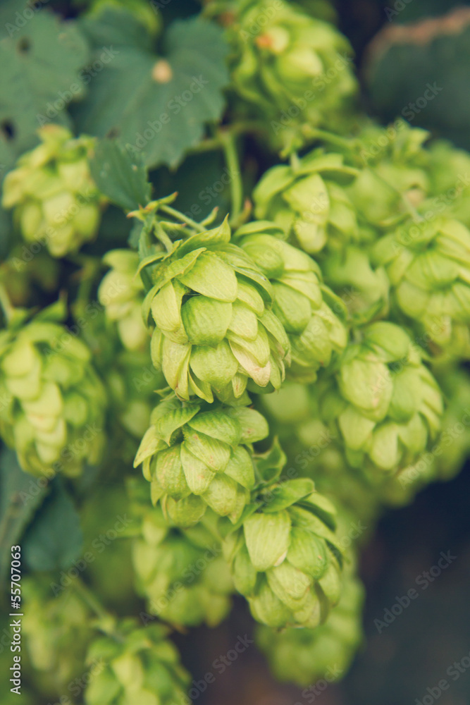 ripe cones of hops ripe cones of hops