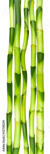 tiges de lucky bamboo