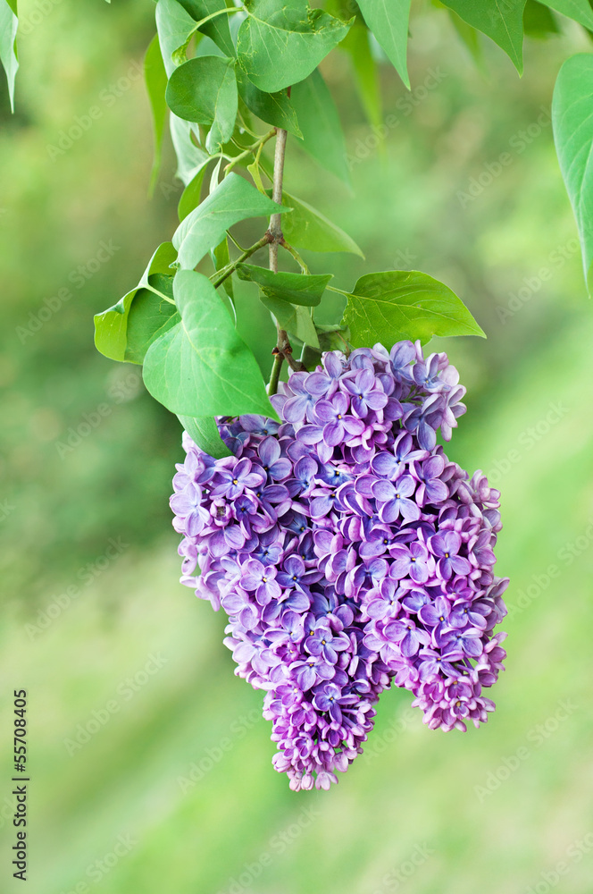 Obraz premium Branch of lilac flowers