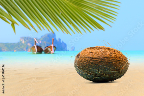 Coconut on the beach in Phi Phi island