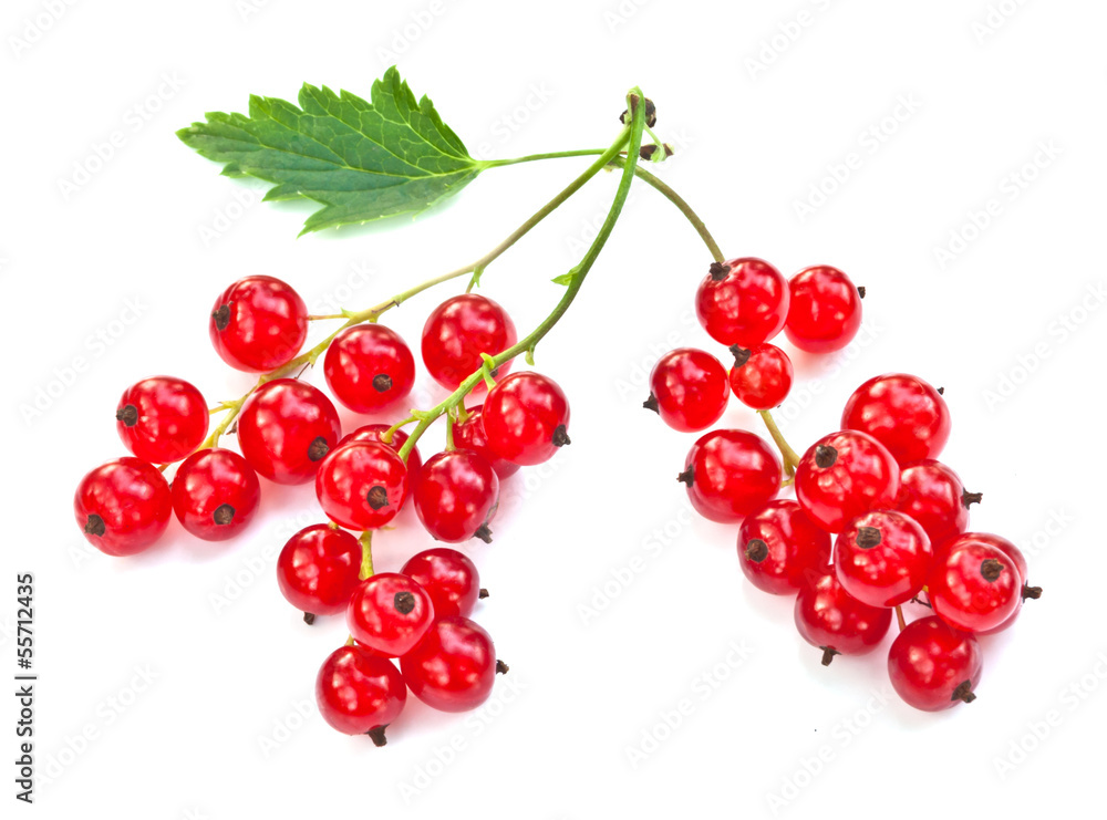 red currant twig red currant twig