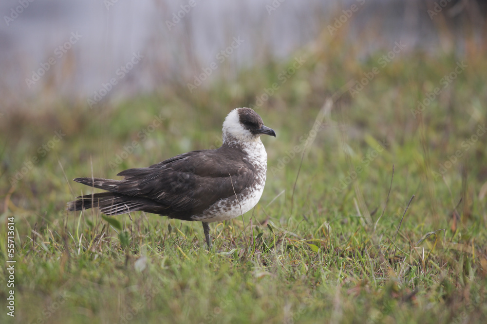 Pomarine skua or jaeger, Stercorarius pomarinus Pomarine skua or jaeger, Stercorarius pomarinus