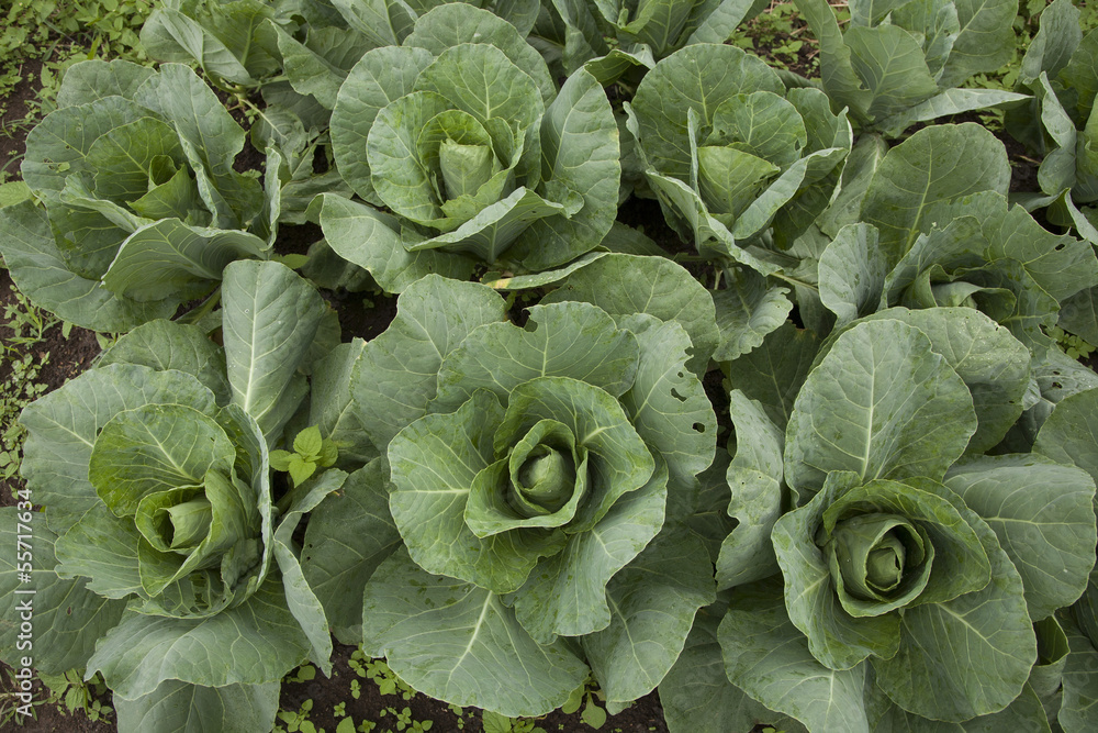 Organic Chinese cabbage in farm Organic Chinese cabbage in farm
