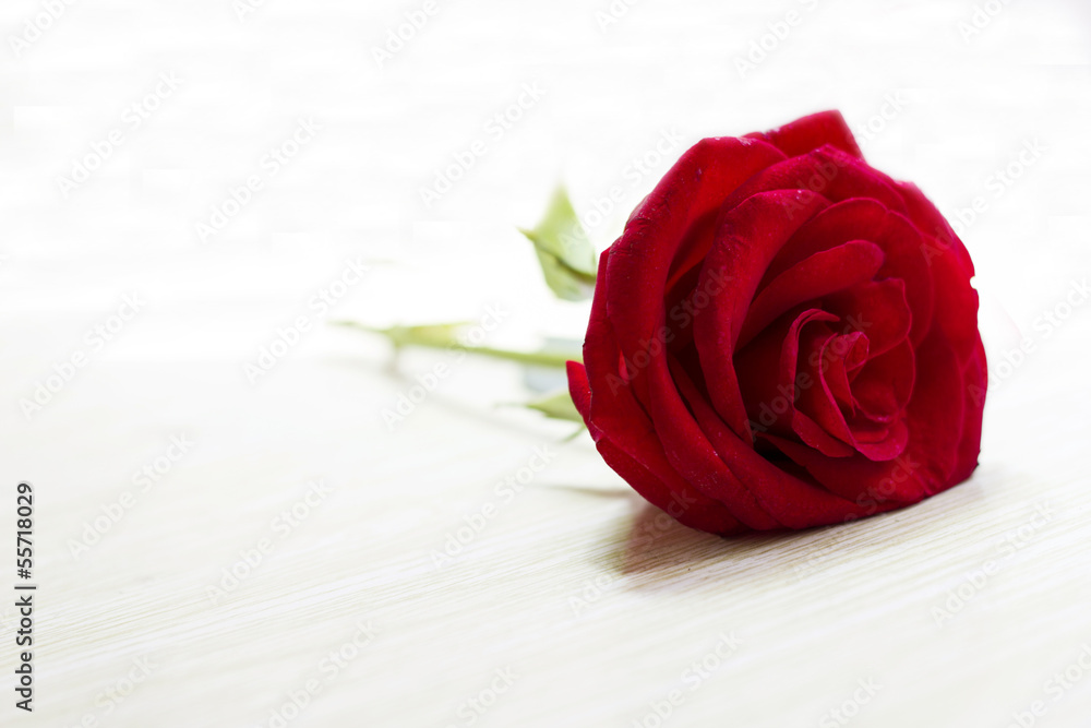 Fototapeta premium red rose