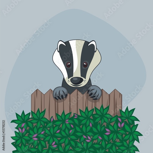 Cute badger standing up, over somebody's wooden fence