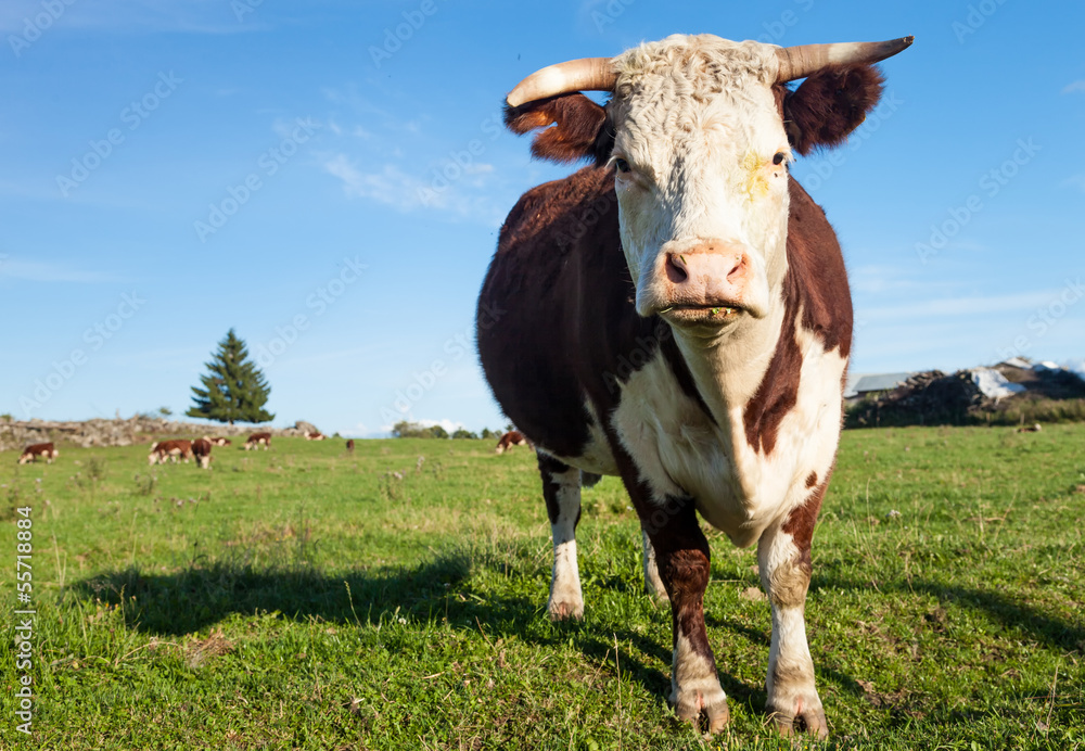 Big Cow Big Cow