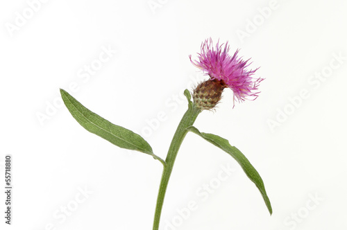 Photos Common knapweed