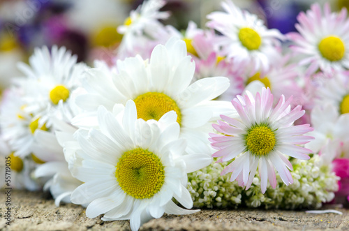 Fototapeta Naklejka Na Ścianę i Meble -  Ganz nah: Gänseblümchen und Margeriten