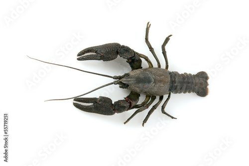 Crayfish