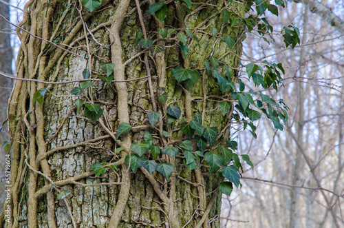 Tree trunk with Common Ivy