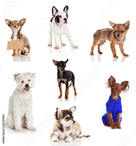 Dog collection isolated on white background © EwaStudio