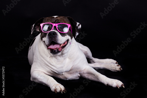 american bulldog on black background glasses hair photo