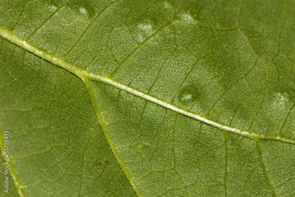 background of green leaf. macro background of green leaf. macro