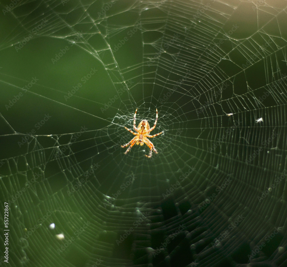 Spider and web close up Spider and web close up