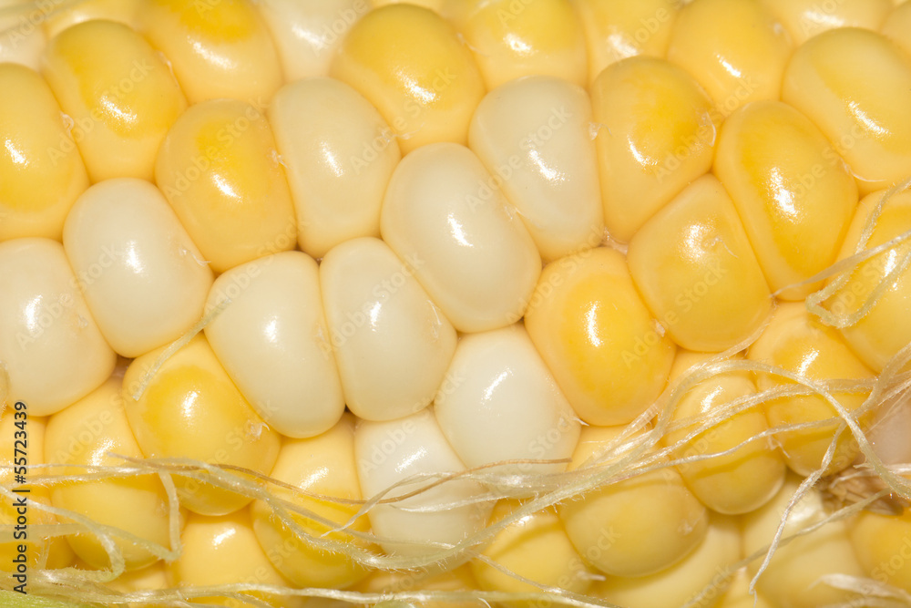 background from corn. macro background from corn. macro