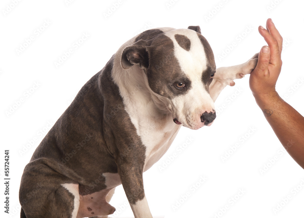 american staffordshire terrier gives a high five
