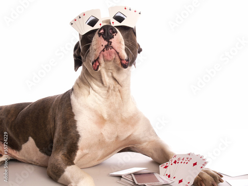 american staffordshire terrier with playing cards