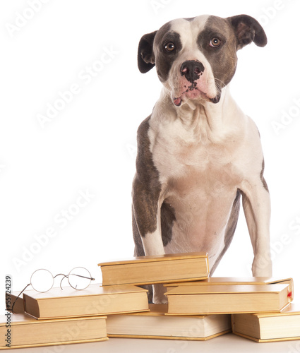 american staffordshire terrier reading a book